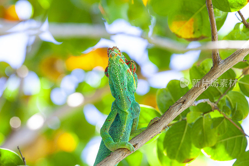 金合欢树上的变色龙-豹变色龙(Furcifer pardalis)